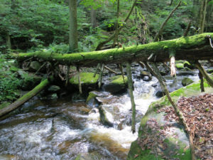 How Do We Sustain Ourselves Without Destroying the Earth?