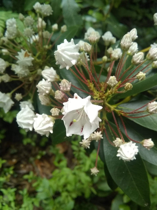 Exclusive Takes on Garden Greats