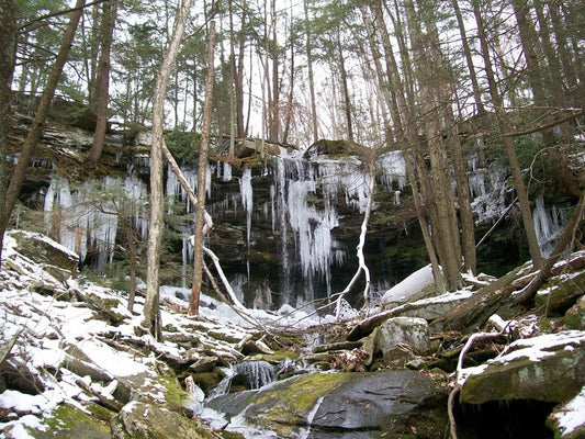‼️Loyalsock Forest Under Assault, Action Encouraged‼️