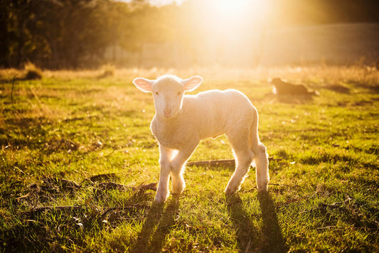 Opportunities for Farmers: Don't Sleep On It!